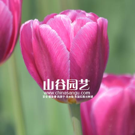 创世大发-郁金香