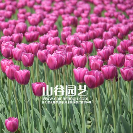 创世大发-郁金香