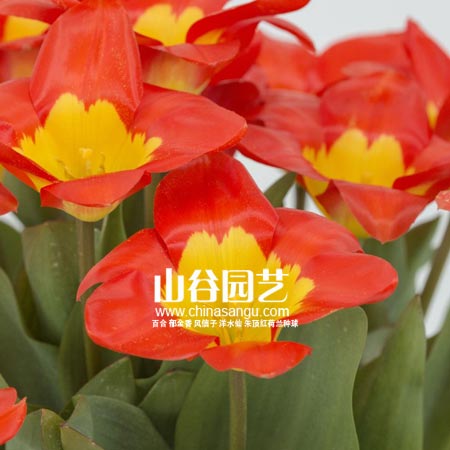创世大发-郁金香