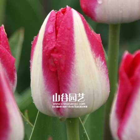 创世大发-郁金香