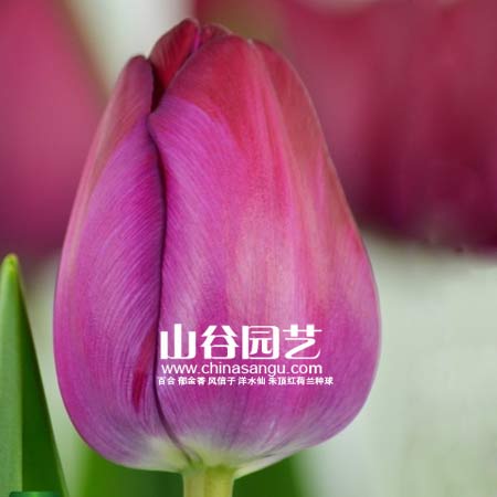 创世大发-郁金香