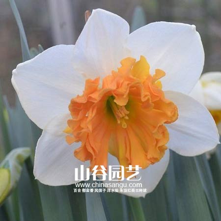 创世大发-洋水仙