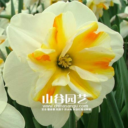 创世大发-洋水仙