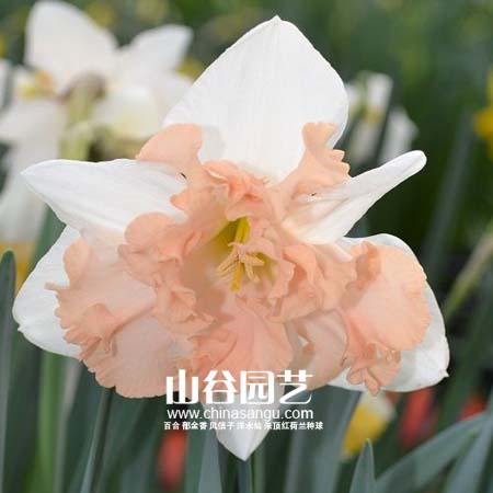 创世大发-洋水仙