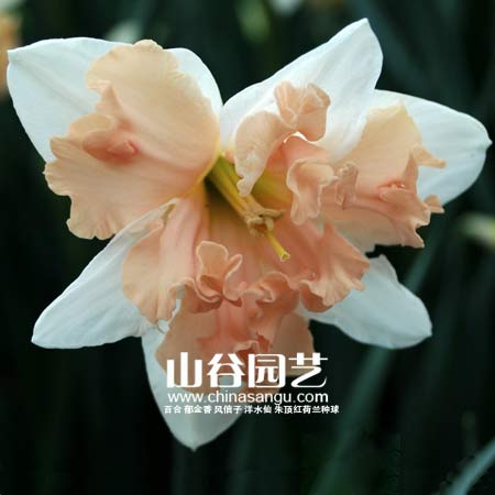 创世大发-洋水仙