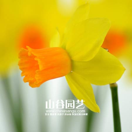 创世大发-洋水仙