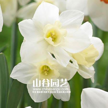创世大发-洋水仙