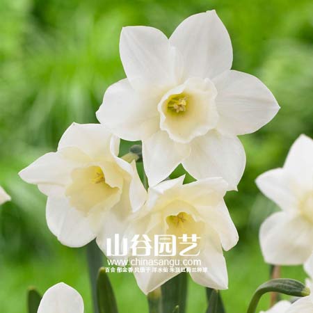 创世大发-洋水仙