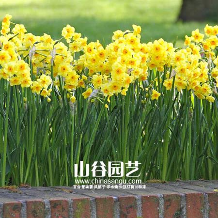 创世大发-洋水仙