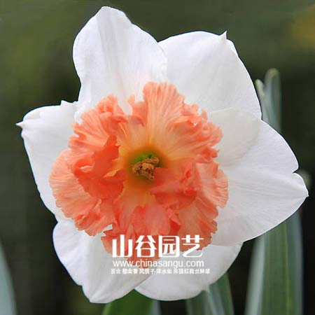创世大发-洋水仙