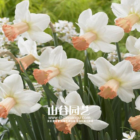 创世大发-洋水仙