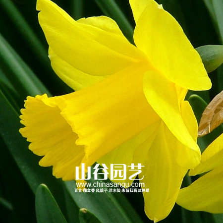 创世大发-洋水仙