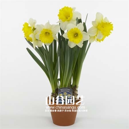 创世大发-洋水仙