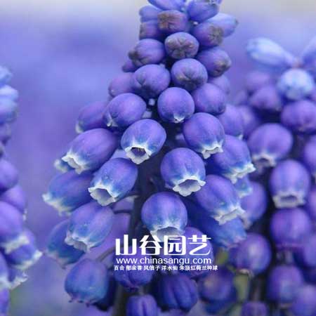 创世大发-葡萄风信子