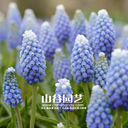 创世大发-葡萄风信子
