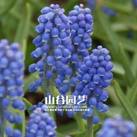 创世大发-葡萄风信子