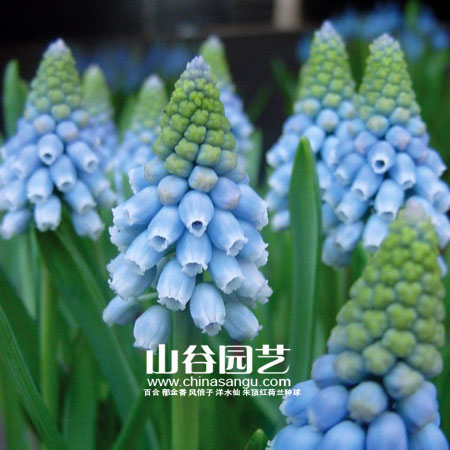 创世大发-葡萄风信子