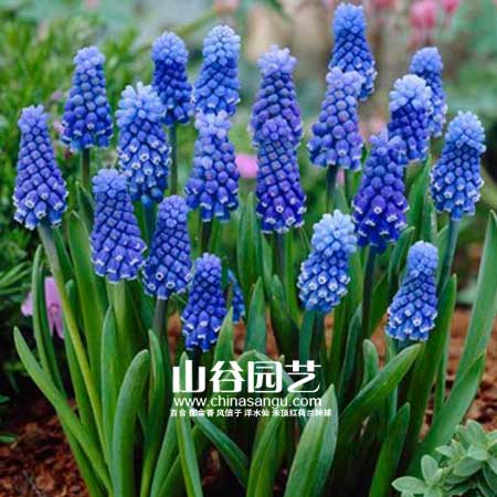 创世大发-葡萄风信子