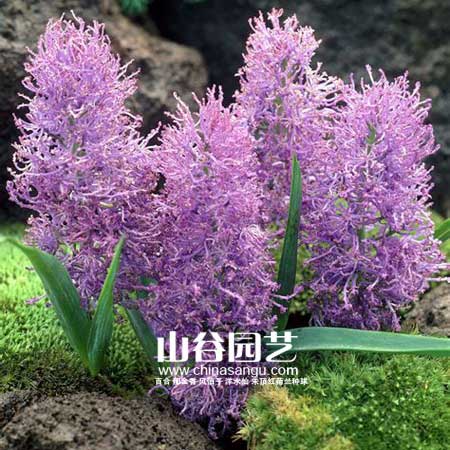 创世大发-葡萄风信子
