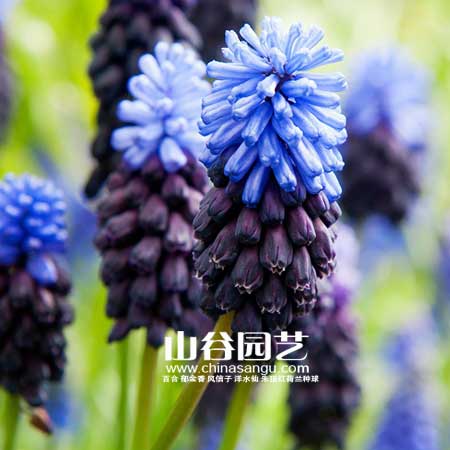 创世大发-葡萄风信子
