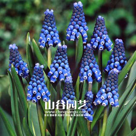 创世大发-葡萄风信子