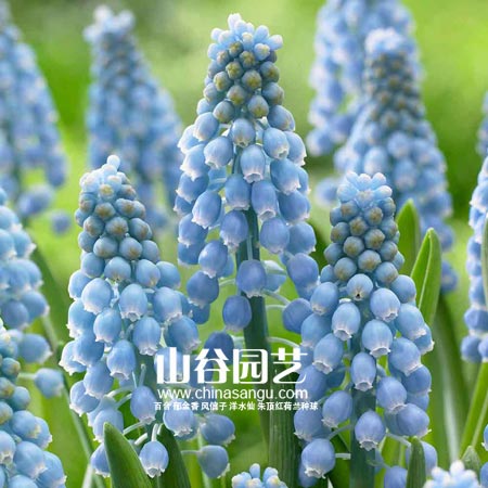 创世大发-葡萄风信子