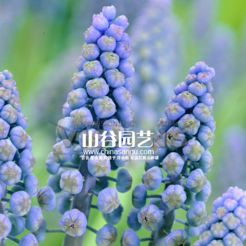 创世大发-葡萄风信子