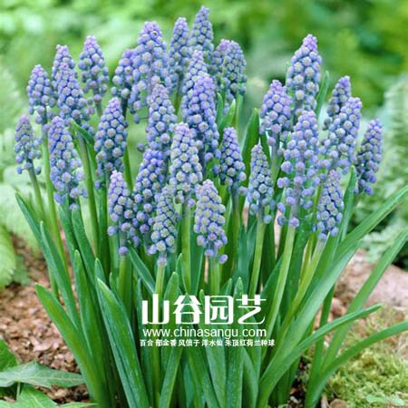 创世大发-葡萄风信子