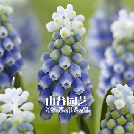 创世大发-葡萄风信子
