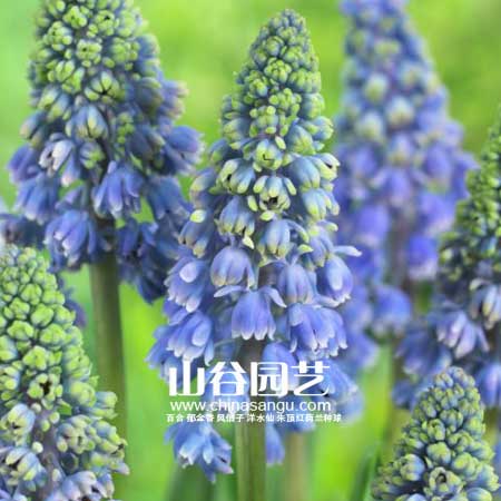 创世大发-葡萄风信子