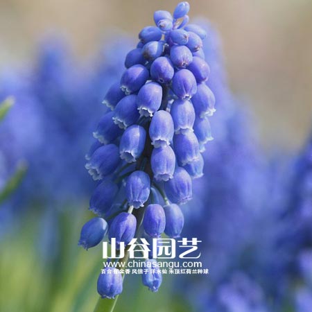 创世大发-葡萄风信子