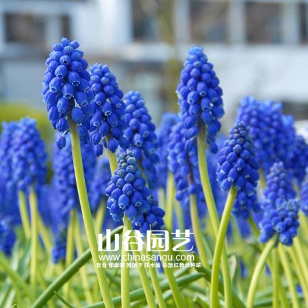 创世大发-葡萄风信子
