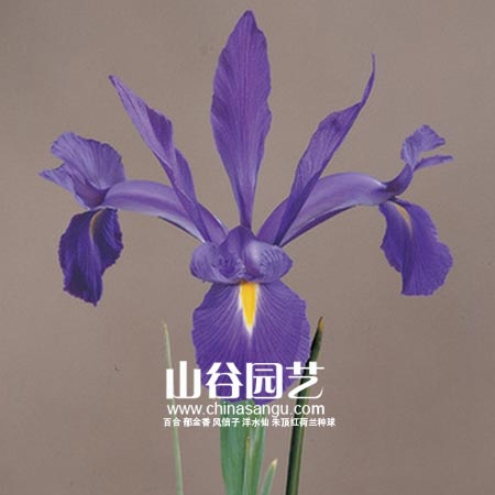 创世大发-鸢尾