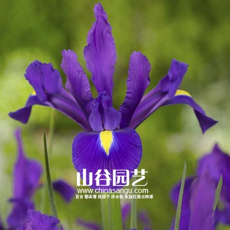 创世大发-鸢尾