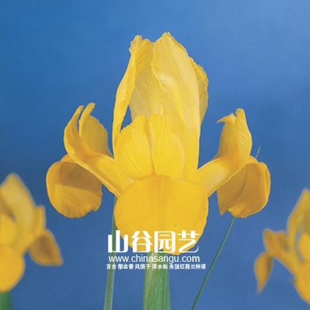 创世大发-鸢尾