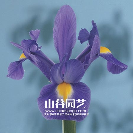 创世大发-鸢尾