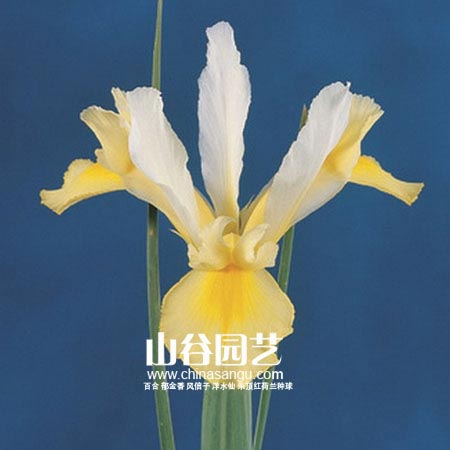 创世大发-鸢尾
