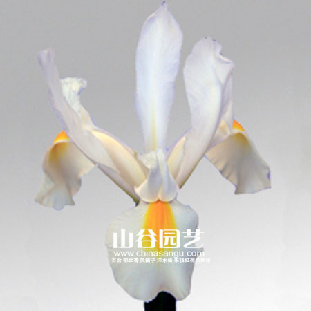 创世大发-鸢尾
