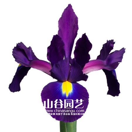 创世大发-鸢尾