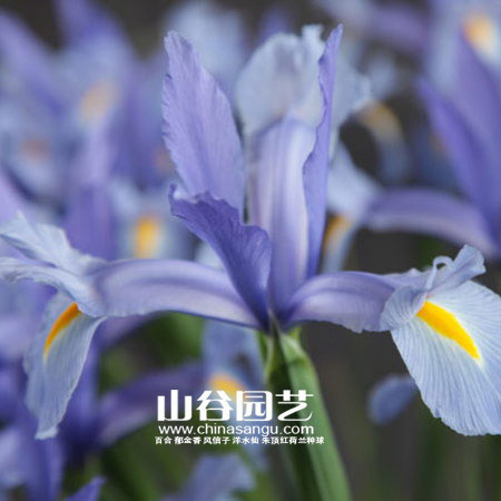 创世大发-鸢尾