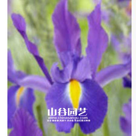 创世大发-鸢尾