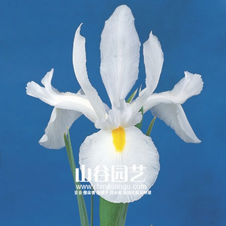 创世大发-鸢尾