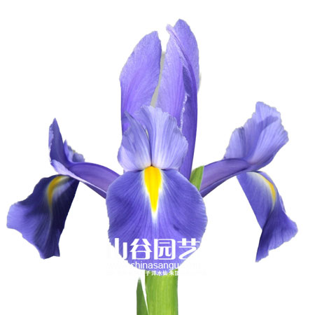 创世大发-鸢尾