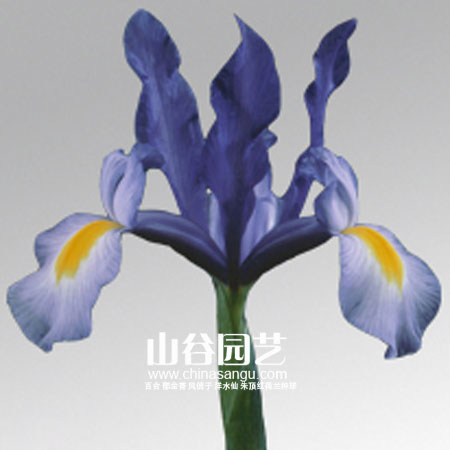 创世大发-鸢尾