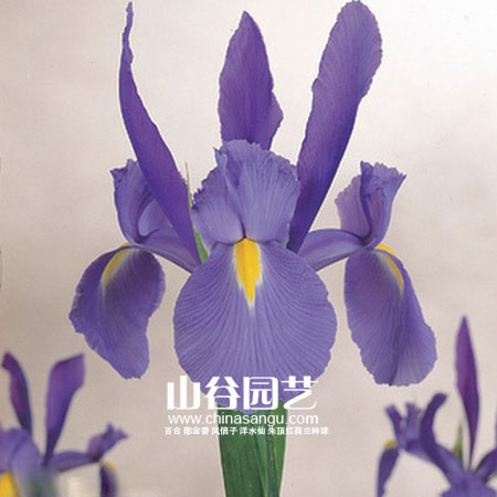 创世大发-鸢尾
