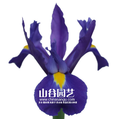 创世大发-鸢尾