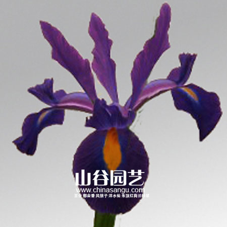 创世大发-鸢尾