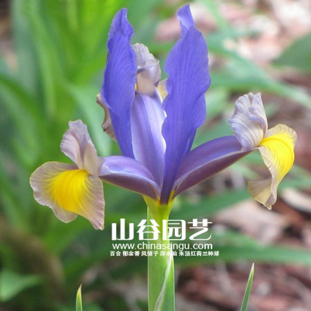 创世大发-鸢尾