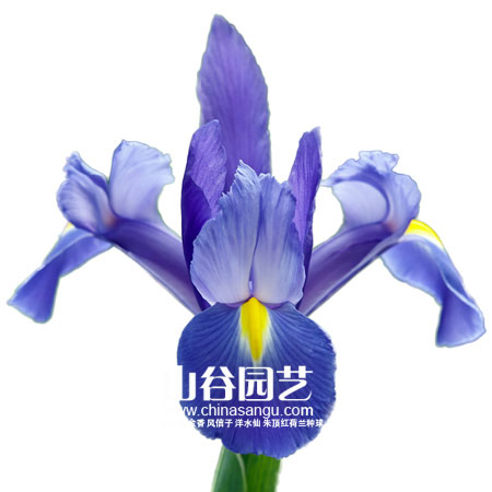 创世大发-鸢尾