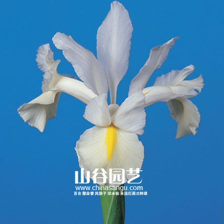 创世大发-鸢尾